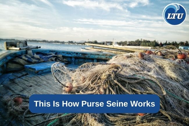 This Is How Purse Seine Works